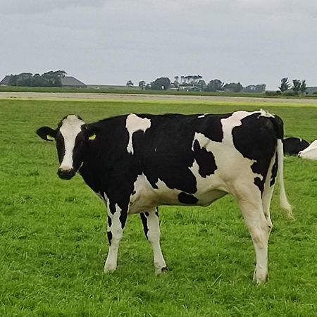 In Het Mooie Friesland Vele Bezienswaardigheden Hantum المظهر الخارجي الصورة