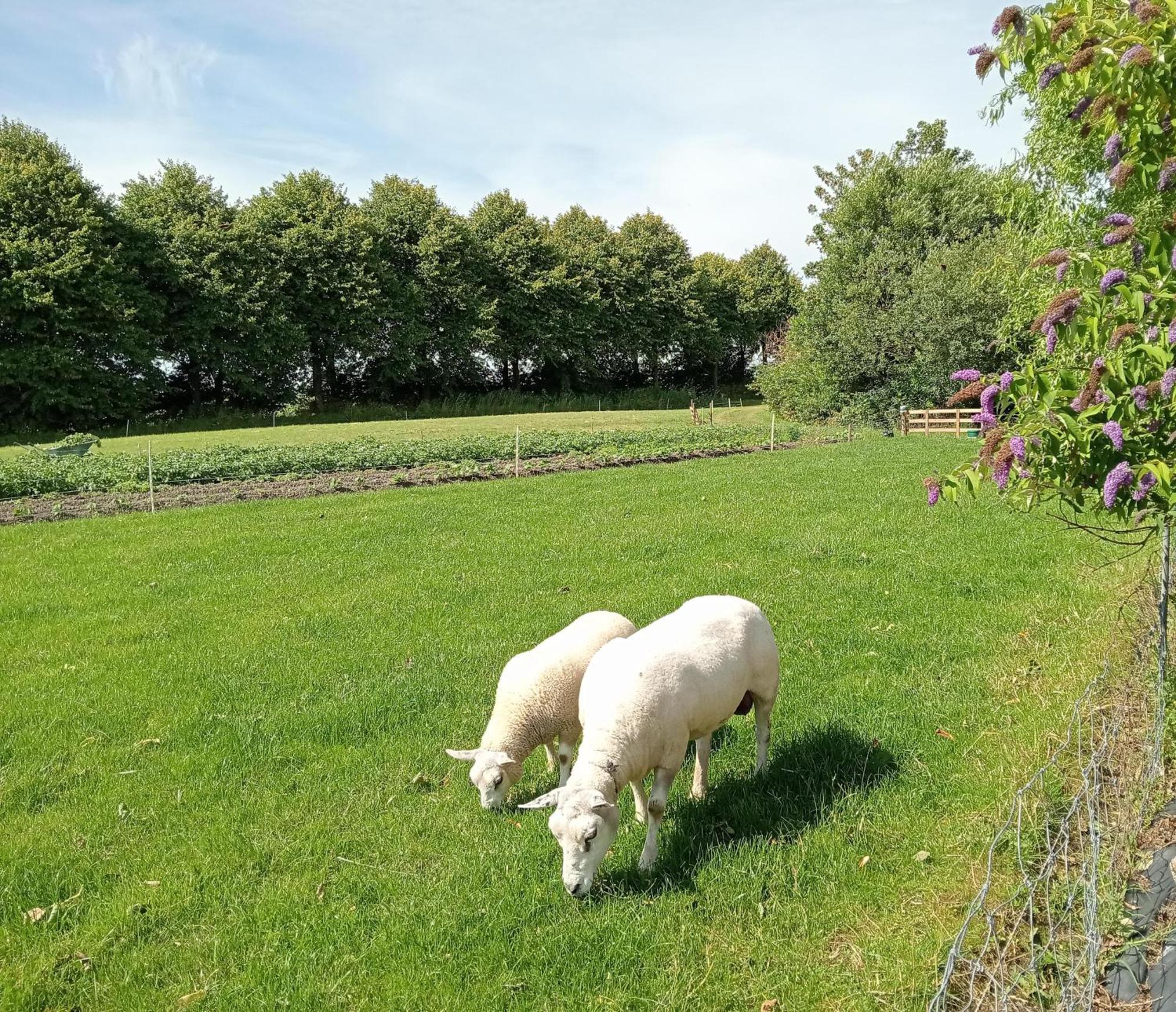 In Het Mooie Friesland Vele Bezienswaardigheden Hantum المظهر الخارجي الصورة